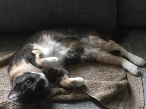/Images/uploads/Humane Rescue Alliance/HRACalendarPhotoContest/entries/8840thumb.jpg